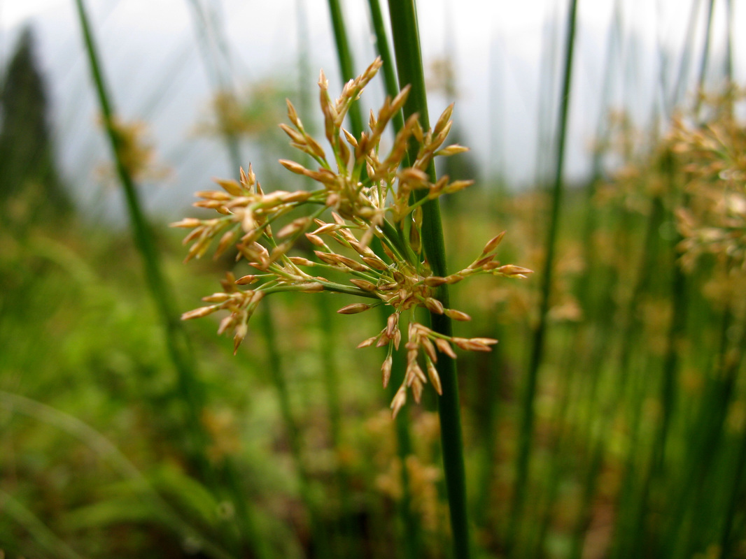 葱状灯心草-中国湿地植物-图片